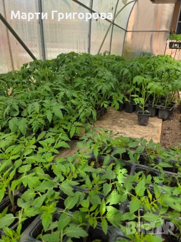 Разсад домати Нови Искър, снимка 2 - Разсади - 54235873