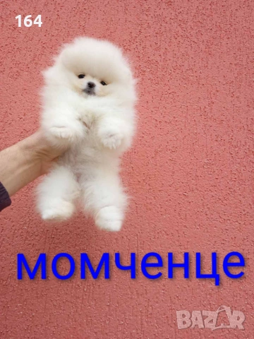 Бели мини Померани. Реални снимки от 04.04.26 г. , снимка 3 - Померан - 54012946