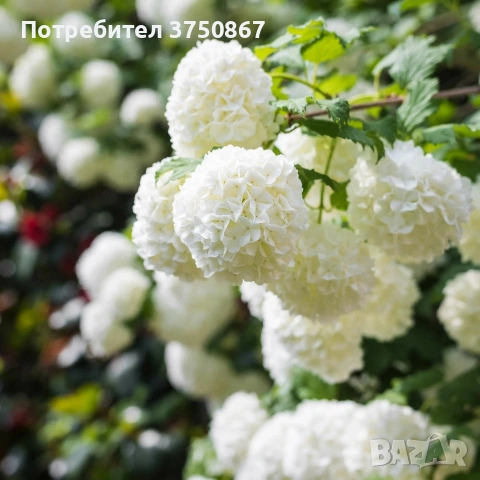 🩷🌿🌸 Калина „Снежна топка“ (Viburnum opulus ‘Roseum’ / “Boule de Neige”)