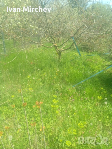 Косене на трева и чистене на дворове , снимка 5 - Почистване на домове - 54357921