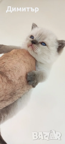 Кълърпойнтчета шотландски, снимка 14 - Британска късокосместа - 54252898