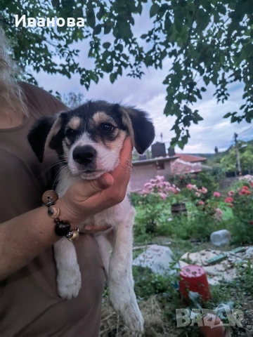 Подарява се мъжко кученце , снимка 3 - Други - 54934331
