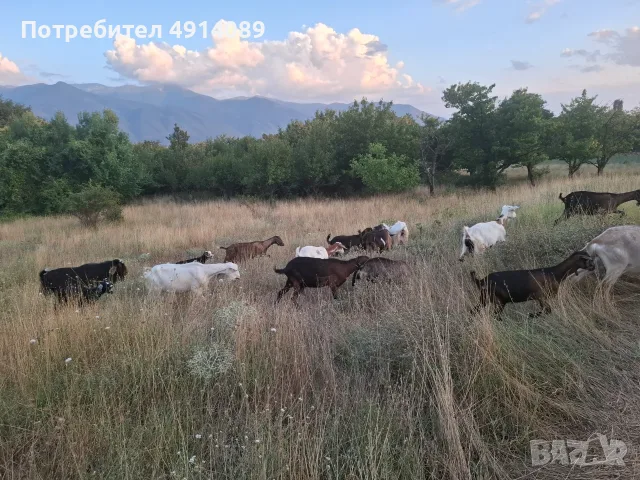Продавам кози и ярета, снимка 5 - Кози - 55607206