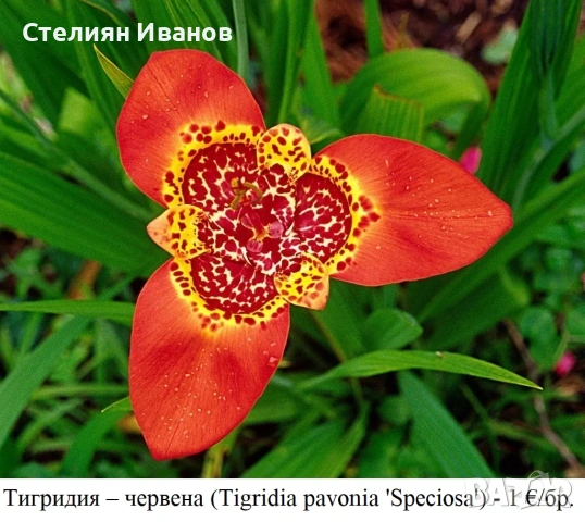 Тигридия – червена (Tigridia pavonia ‘Speciosa’) - луковици