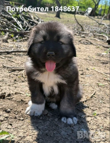 Кавказка овчарка , снимка 5 - Каракачанска овчарка - 54319304
