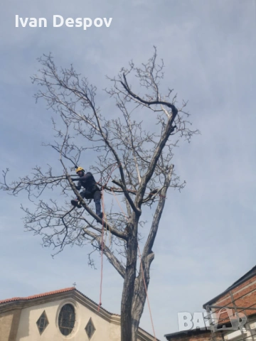 Премахване на опасни клони и дървета | Резитба | Грижа за дърветата, снимка 3 - Други услуги - 54055884
