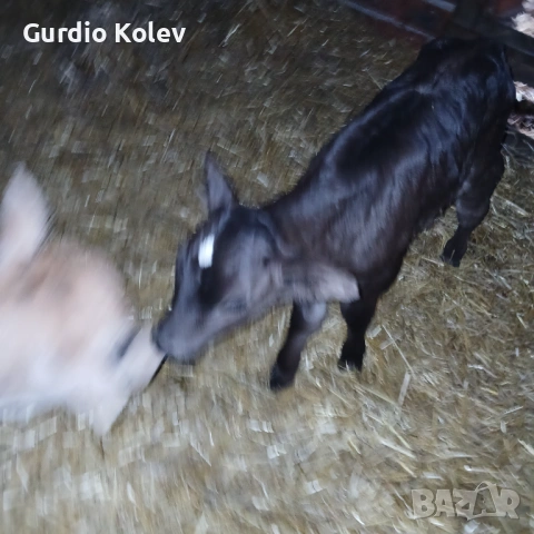 Телета , снимка 6 - Крави - 54015785