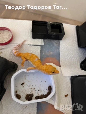 Леопардови Гекони / Leopard Geckos / Eublepharis macularius , снимка 2 - Гекон - 54484406
