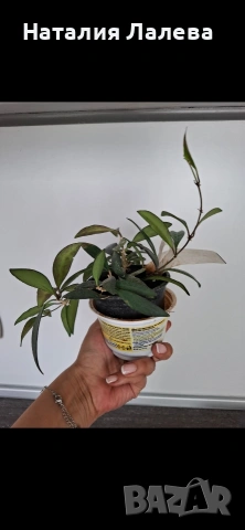 Хоя, hoya Rosita, снимка 2 - Стайни растения - 55232180