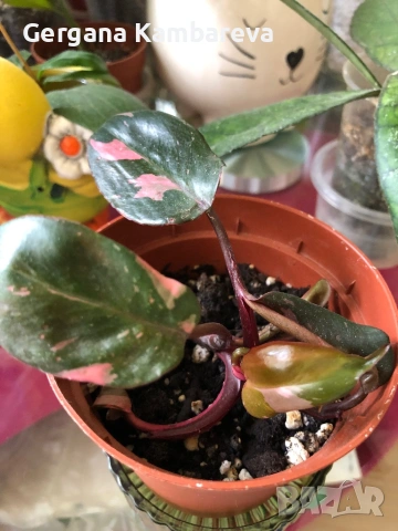 Philodendron Pink Princess , снимка 2 - Стайни растения - 54562885