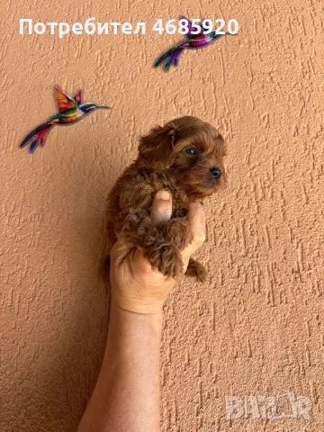 Maltipoo- куче 2F, снимка 3 - Пудели - 55697871