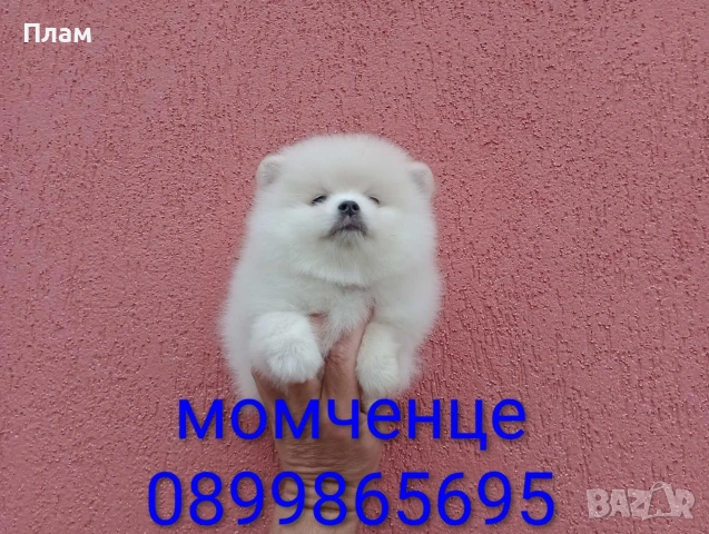 Мъжки Померан. Реални снимки от 24.05.26 г.