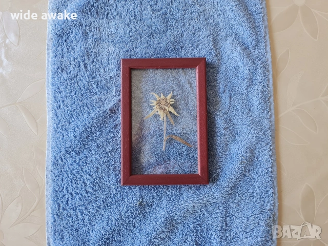 Еделвайс в рамка