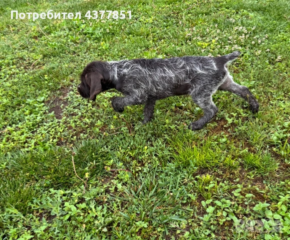 Продавам чистокръвно мъжко кученце Дратхаар с родословие, снимка 2 - Дратхаар - 55015102