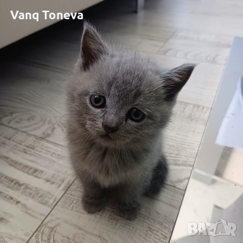 Британчета, снимка 3 - Британска късокосместа - 54337924