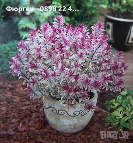 Хебе „Розова Принцеса“ (Hebe Pink Princess)