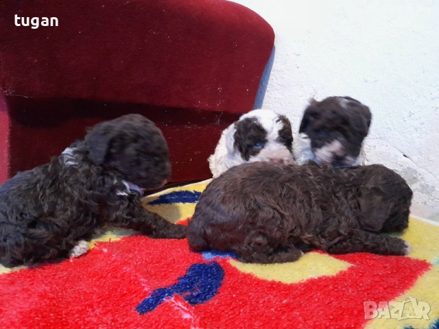 Бебета Лагото Романьоло / Lagotto Romagnolo, снимка 12 - Други - 54058824