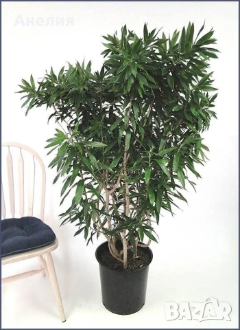 Драцена Dracaena reflexa