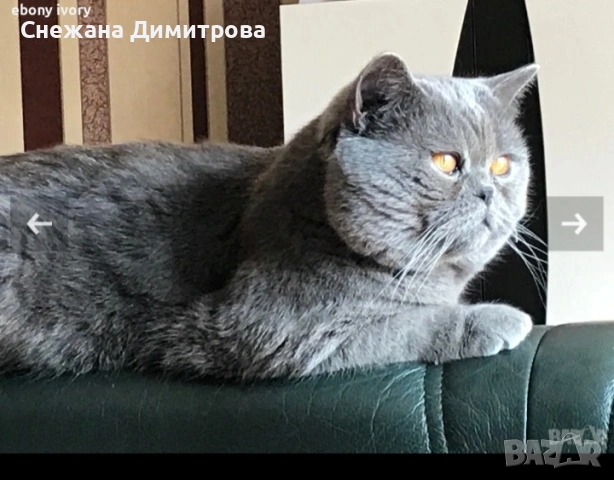 Британска късокосместа , снимка 6 - Британска късокосместа - 54825928