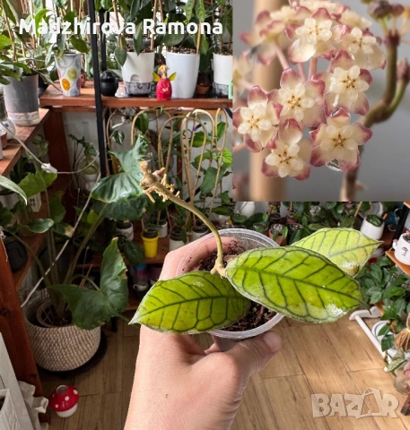 Хоя Hoya Gunung Gading 