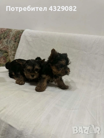 Продавам мини йоркита, снимка 2 - Йоркширски териер - 53998541