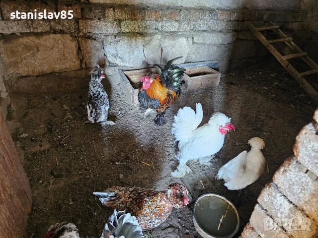 Продавам бреговски джинки, снимка 3 - Кокошки и пуйки - 54674847
