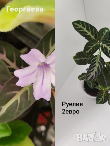 руелия