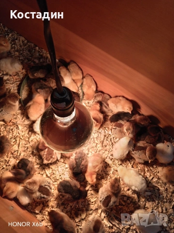 пилета катунски.. червена линия, сребърна линия, нюхемпшир , снимка 2 - Кокошки и пуйки - 54051096