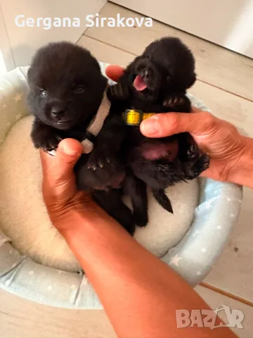 Шиперке / Schipperke, снимка 3 - Други - 55357854