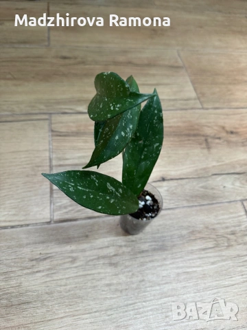 Hoya Pubicalyx black dragon .Pubicalyx pink silver , снимка 2 - Стайни растения - 54001843