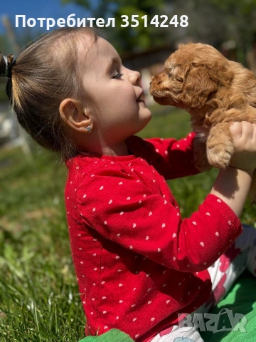 мини пудел , снимка 3 - Пудели - 54337284