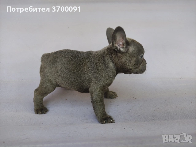 френски булдог/ булдочета , снимка 11 - Френски булдог - 54976659