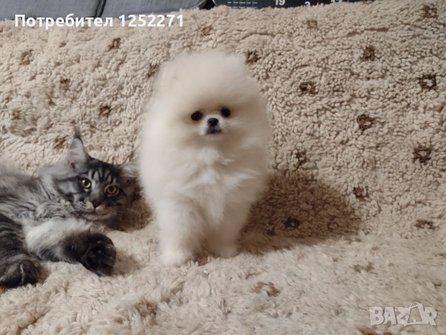 Чистокръвно мъжко померанче, снимка 3 - Померан - 55189832