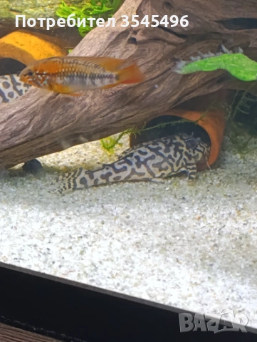 L236 SW, снимка 3 - Рибки - 53978623