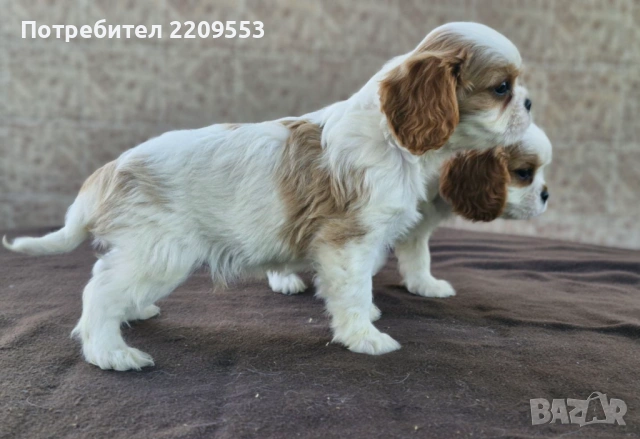 Кавалер Кинг Чарлз Шпаньол, снимка 2 - Кавалер кинг чарлз шпаньол - 54500086