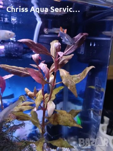 Качествени Гупи от собствена селекция гр. Бургас, снимка 3 - Рибки - 54204416