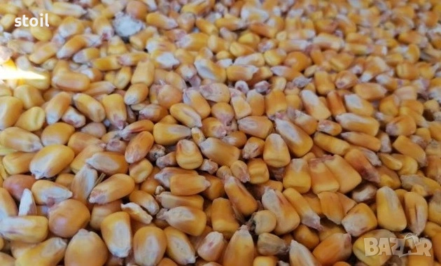Продавам царевица и жито