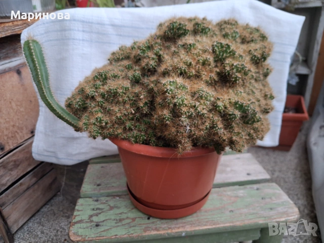 Кактус скаличка голяма, снимка 2 - Стайни растения - 37708044