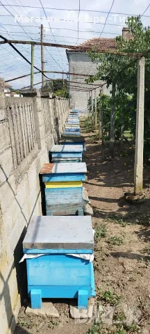 продавам 14 броя пчелни семейства