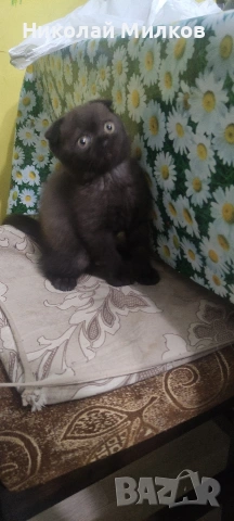 Британски котета, снимка 6 - Британска късокосместа - 54394647