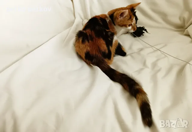 Подарявам малко котенце/ Kleine Katze zu verschenken, снимка 6 - Други - 55603213