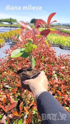 Фотиния Ред Робин, Photinia fr. Red Robin, снимка 10 - Градински цветя и растения - 49185099