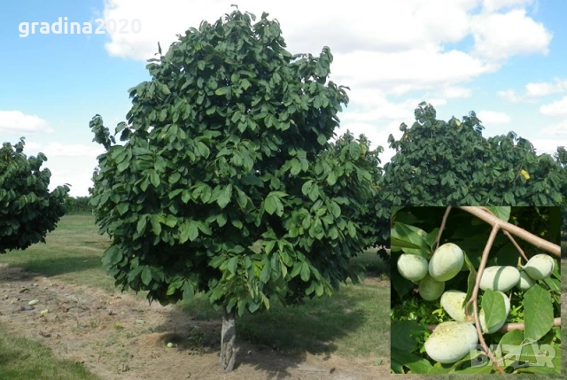 Asimina triloba, Асимина, Пау-пау, Индиански банан, снимка 4 - Разсади - 41973671
