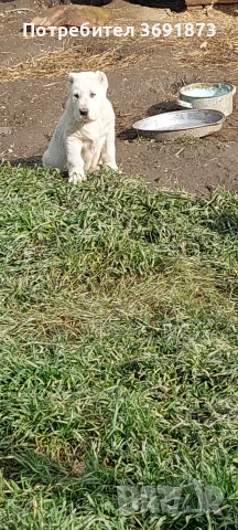 алабайчета чистокръвни, снимка 6 - Алабай - 54087010