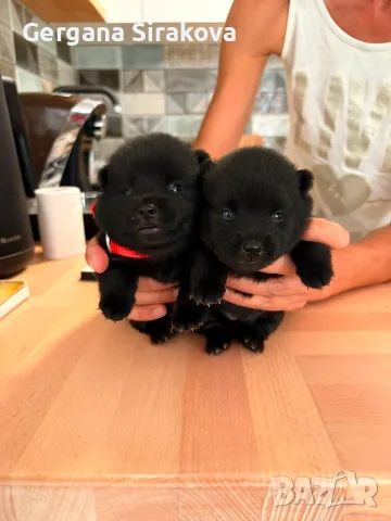 Шиперке / Schipperke, снимка 7 - Други - 55357854