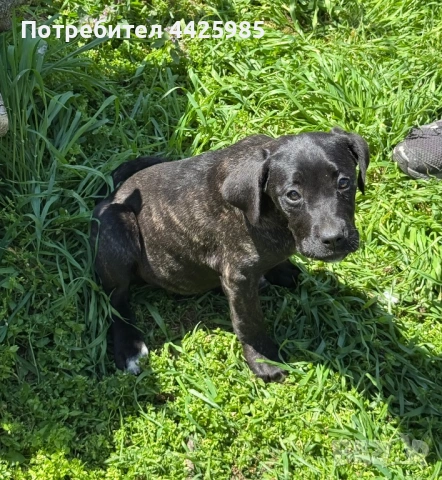 Cane Corso , снимка 4 - Кане корсо - 54327985