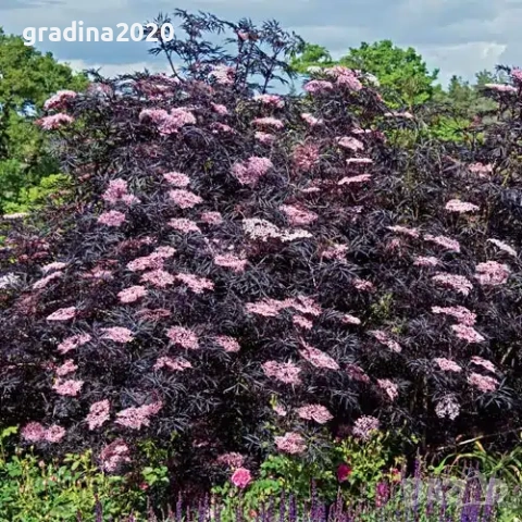 Черен Бъз - Ева (Sambucus nigra 'Eva' BLACK LACE) Приемаме поръчки за юли месец , снимка 4 - Разсади - 54808485
