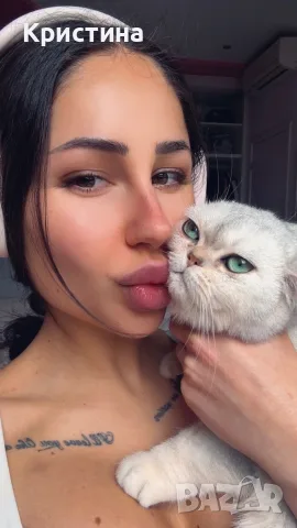 Мъжко коте британско късокосместо, снимка 5 - Британска късокосместа - 55687967