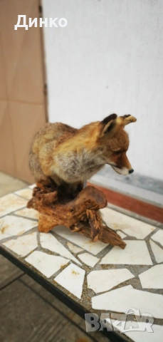 Препариран лисугер , снимка 7 - Други - 54149379