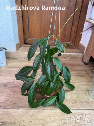 Hoya Хоя Jasper blink , снимка 2 - Стайни растения - 54569576